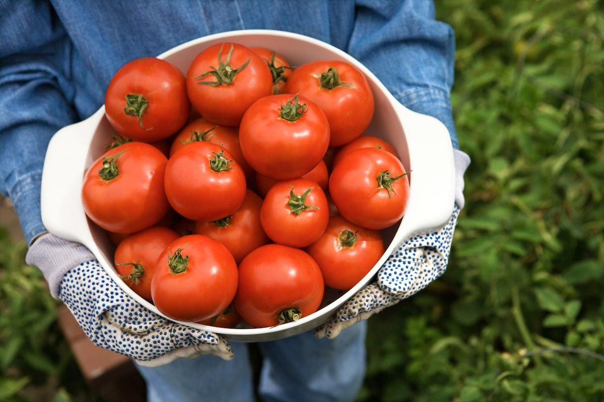 Wir investieren viel Zeit und Mühe in die Pflege von Tomaten. Wir tun alles, um den Geschmack eines reifen und saftigen Gemüses sofort im Mund zu spüren. Aber Tomaten reifen sehr langsam.-3