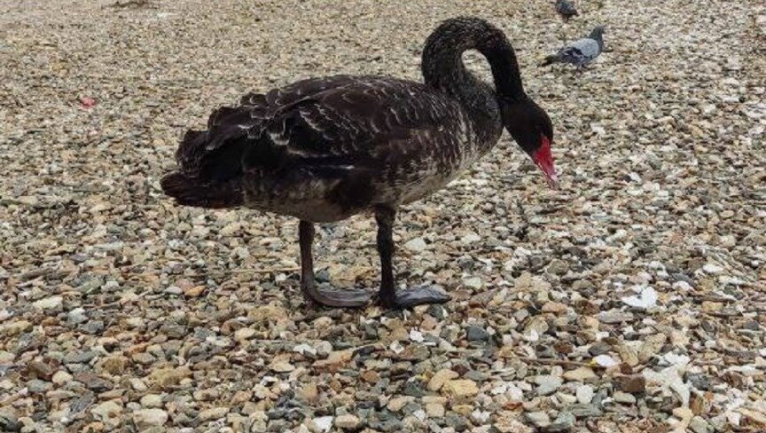     Черного лебедя заметили в пригороде Владивостока. Он купался и весело проводил время, правда — в одиночестве — ситуацию начали активно обсуждать в соцсетях.