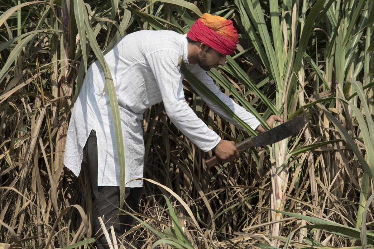Сахарный тростник производство. Сахарный тростник в Индии. Тростник тростниковый сахар Индия. Сахарный тростник в древней Индии. Плантация сахарного тростника в Индии.