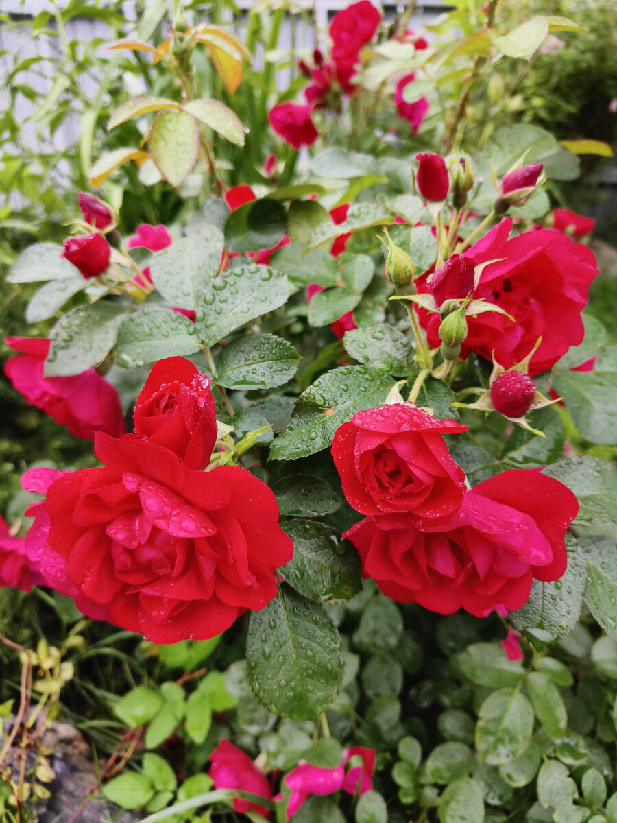 Цветение великолепное