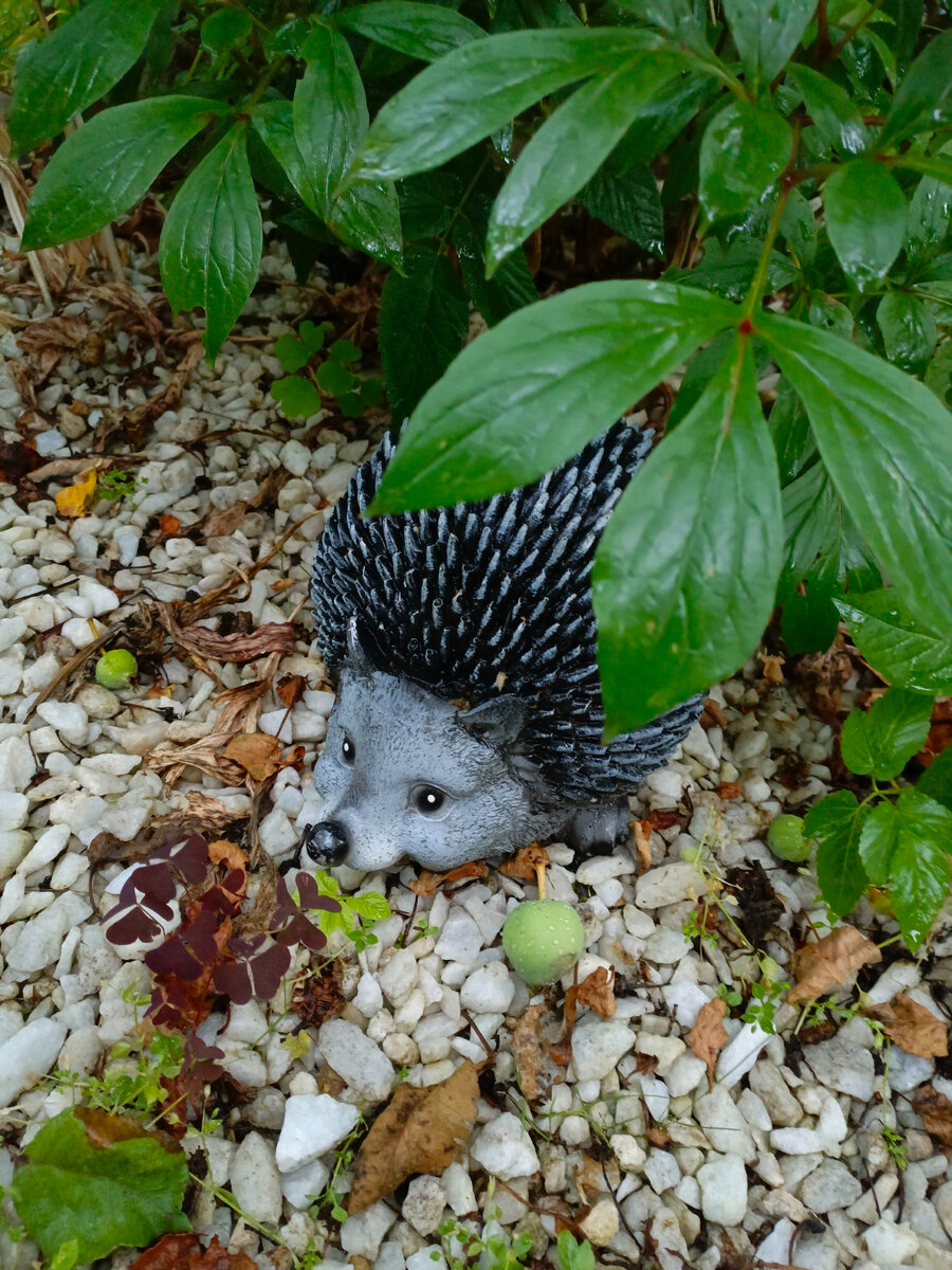 Ёжик спрятался. Фото не Ваше.