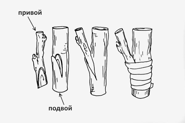 Прививка груши весной для начинающих инструкция. Как хранить привой для весенней прививки груши. Прививка груши голландским методом. Шилитса зарез.