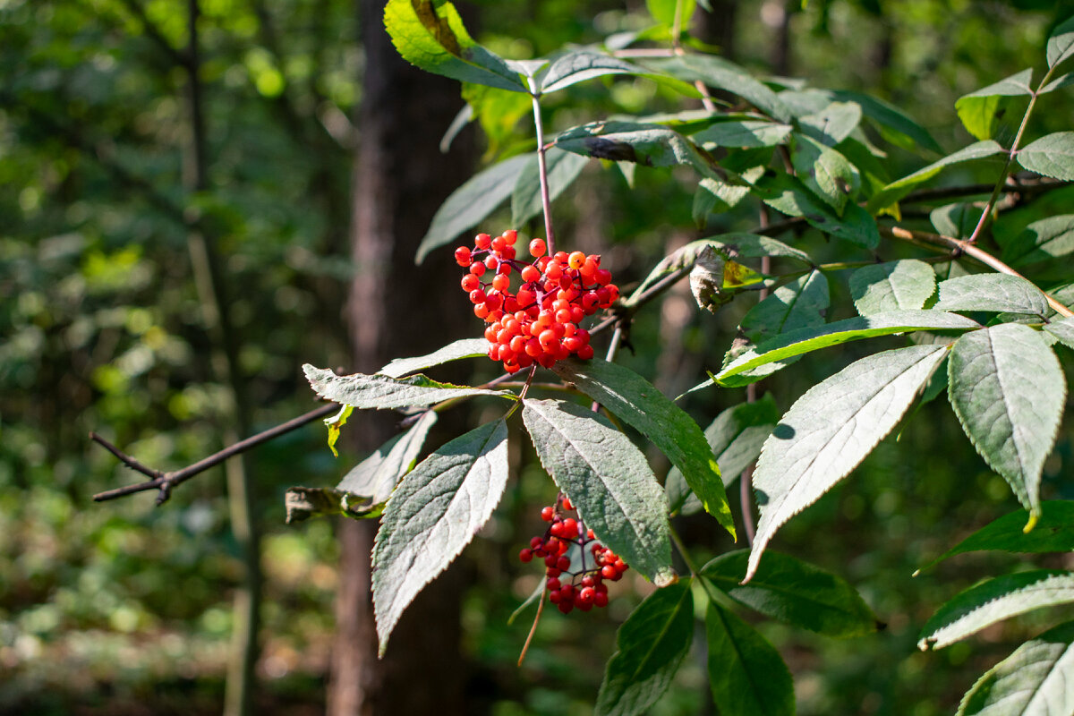 Бузина красная. Фотография автора статьи.
