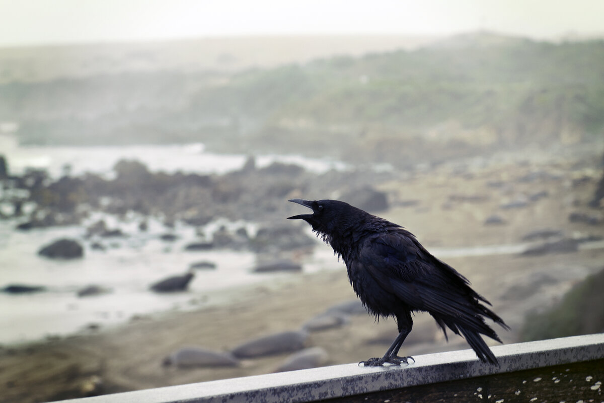 https://ru.freepik.com/free-photo/crow-perched-on-concrete-wall-with-ocean-overview_8024290.htm