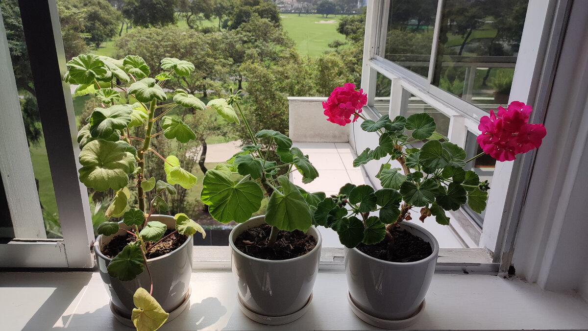 Вывела погулять своих геранек. Открыла окно, пусть купаются в ветерке и дышат свежим воздухом