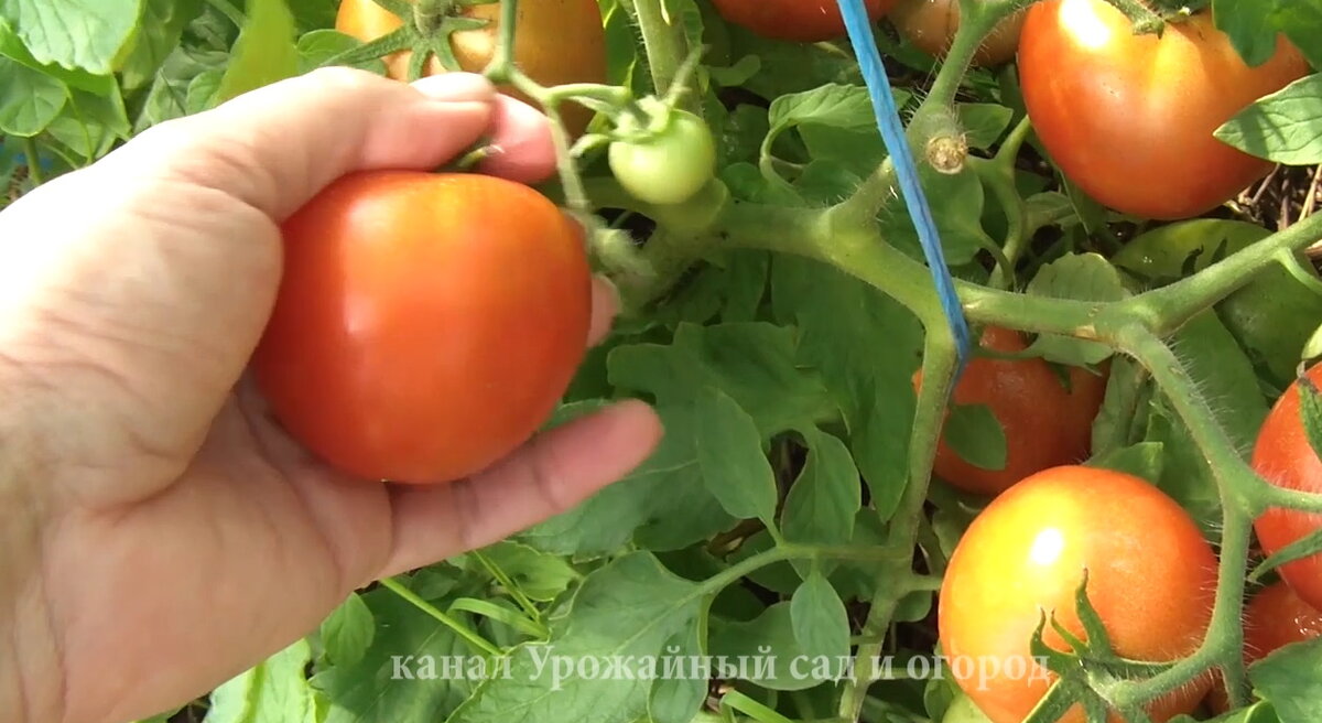 С вершинной гнилью сталкивался каждый огородник. Это заболевание может уничтожить половину урожая томатов и перцев.-5