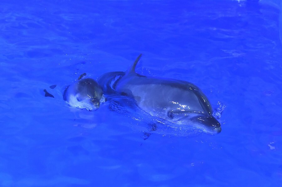 Нападение дельфинов. Дельфины в море. Дельфин в море. Агрессивный Дельфин. Дельфины и отдыхающие.
