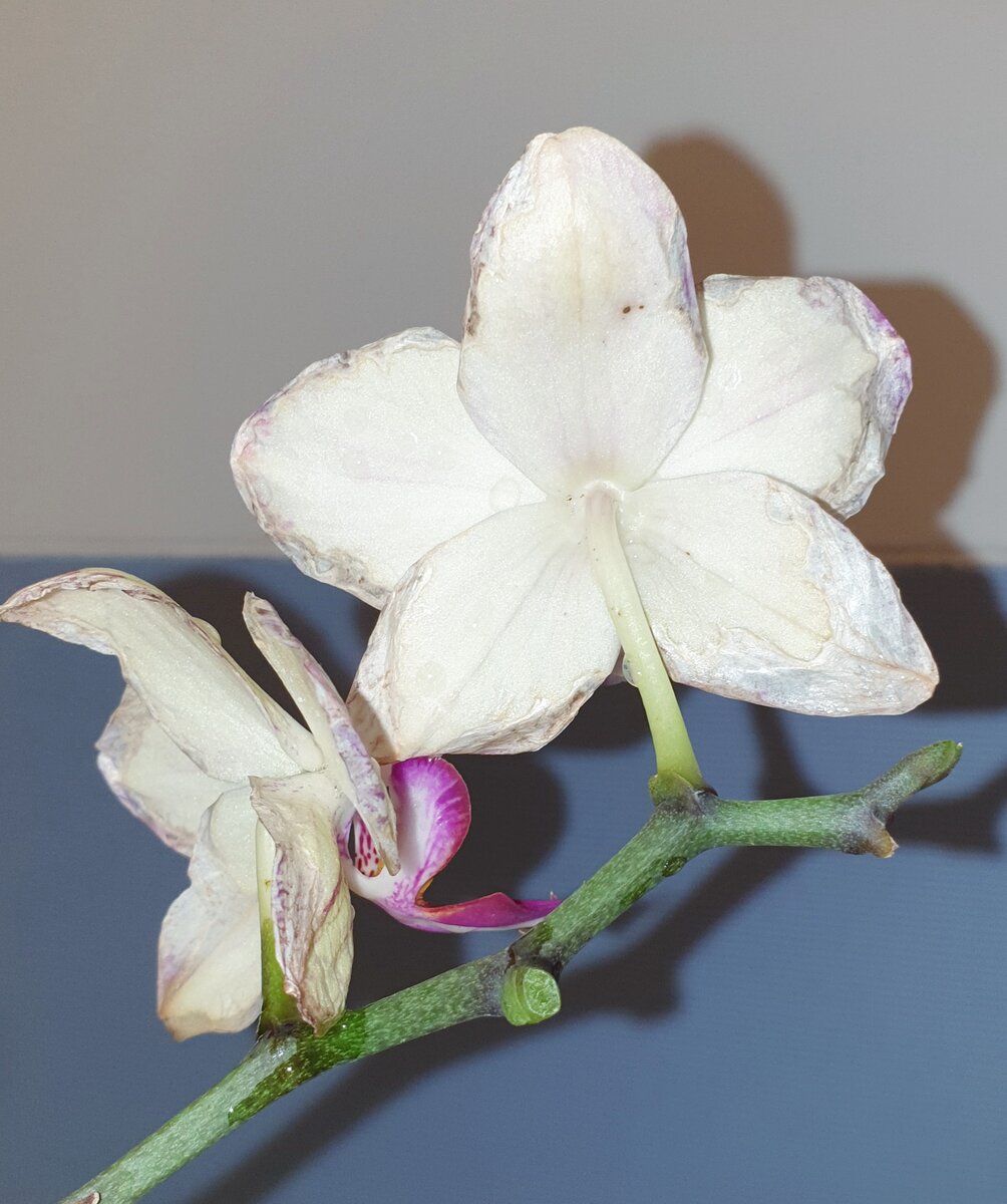 Чёрные точки/прокусы хорошо видны