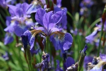 Ирис голубой флаг ( Iris versicolor ) , который весной украшает дождевой сад лавандово-голубыми цветами. Во влажной среде выглядит очень естественно.  Четыре растения.