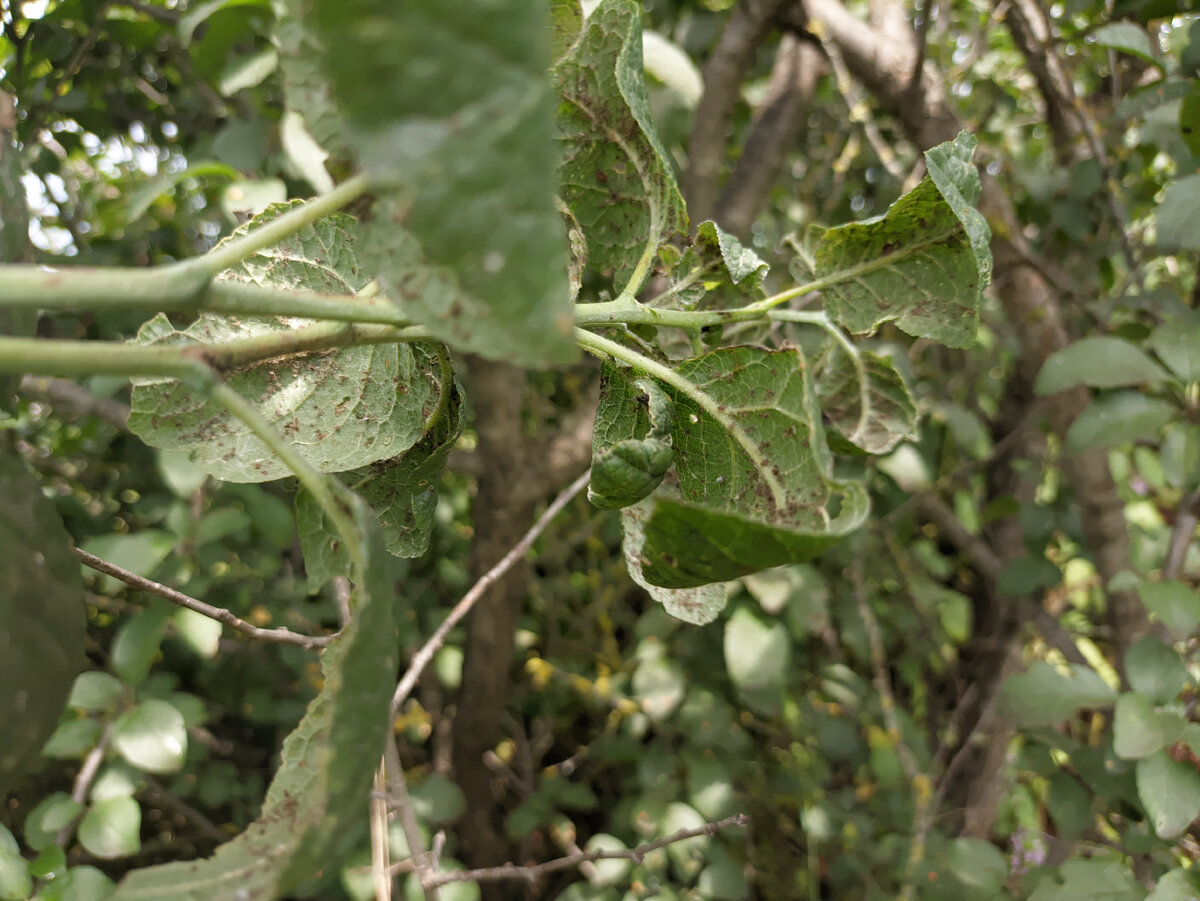В отдельные годы, тля покрывает сливу от земли до макушки.