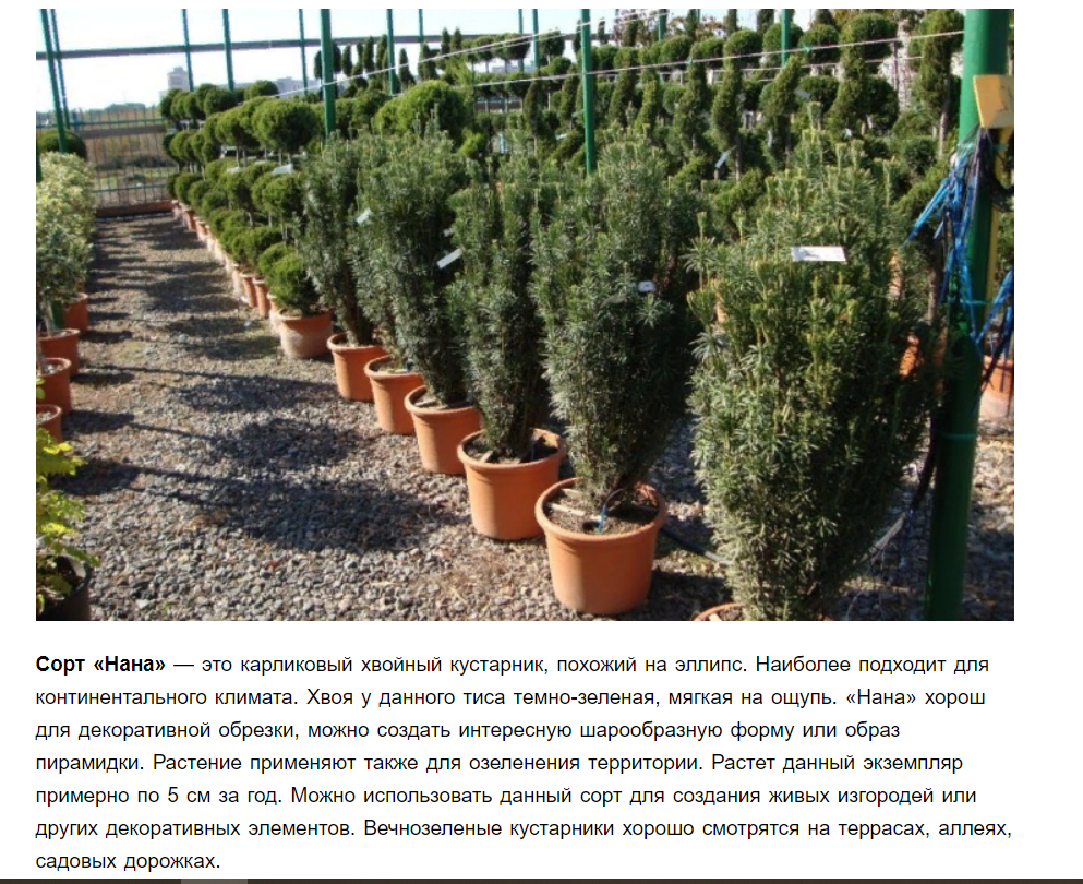 Скриншот с сайта https://stroy-podskazka.ru/tis/ostrokonechnyj/