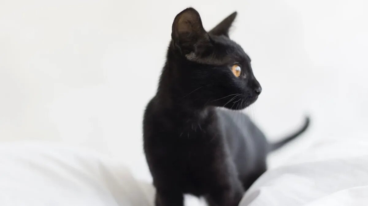 Зачем коту драть мебель. Фото: www.piqsels.com