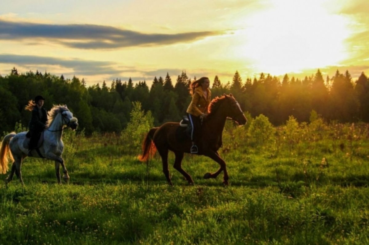 Фото с соревнований по конному спорту