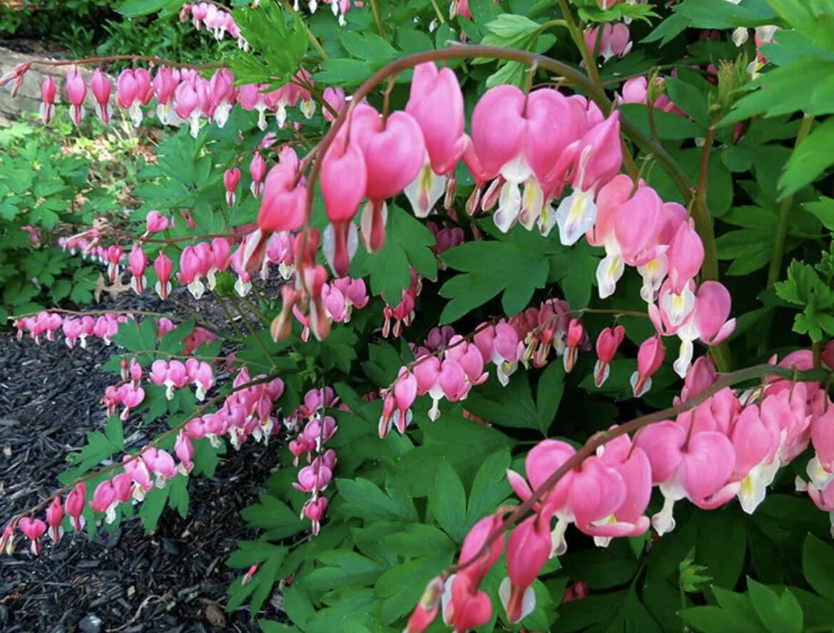 Дицентра в саду. Дицентра великолепная (Dicentra spectabilis). Дицентра цветок разбитое сердце. Дицентра великолепная (spectabilis). Дицентра Спектабилис розовая.