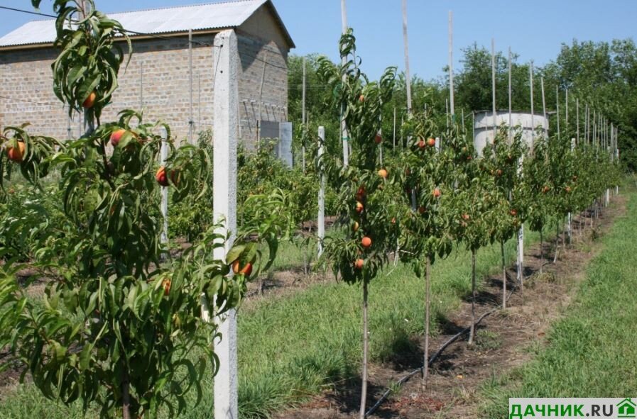 Основные принципы ухода за деревом