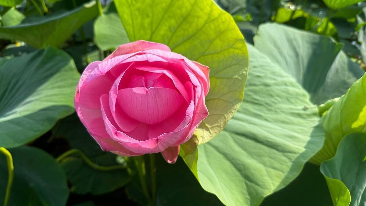     В Приморском крае зацвели прекрасные бутоны лотосов. Срывать эти цветы нельзя, но любоваться и фотографировать — сколько угодно. Вот только где их искать?