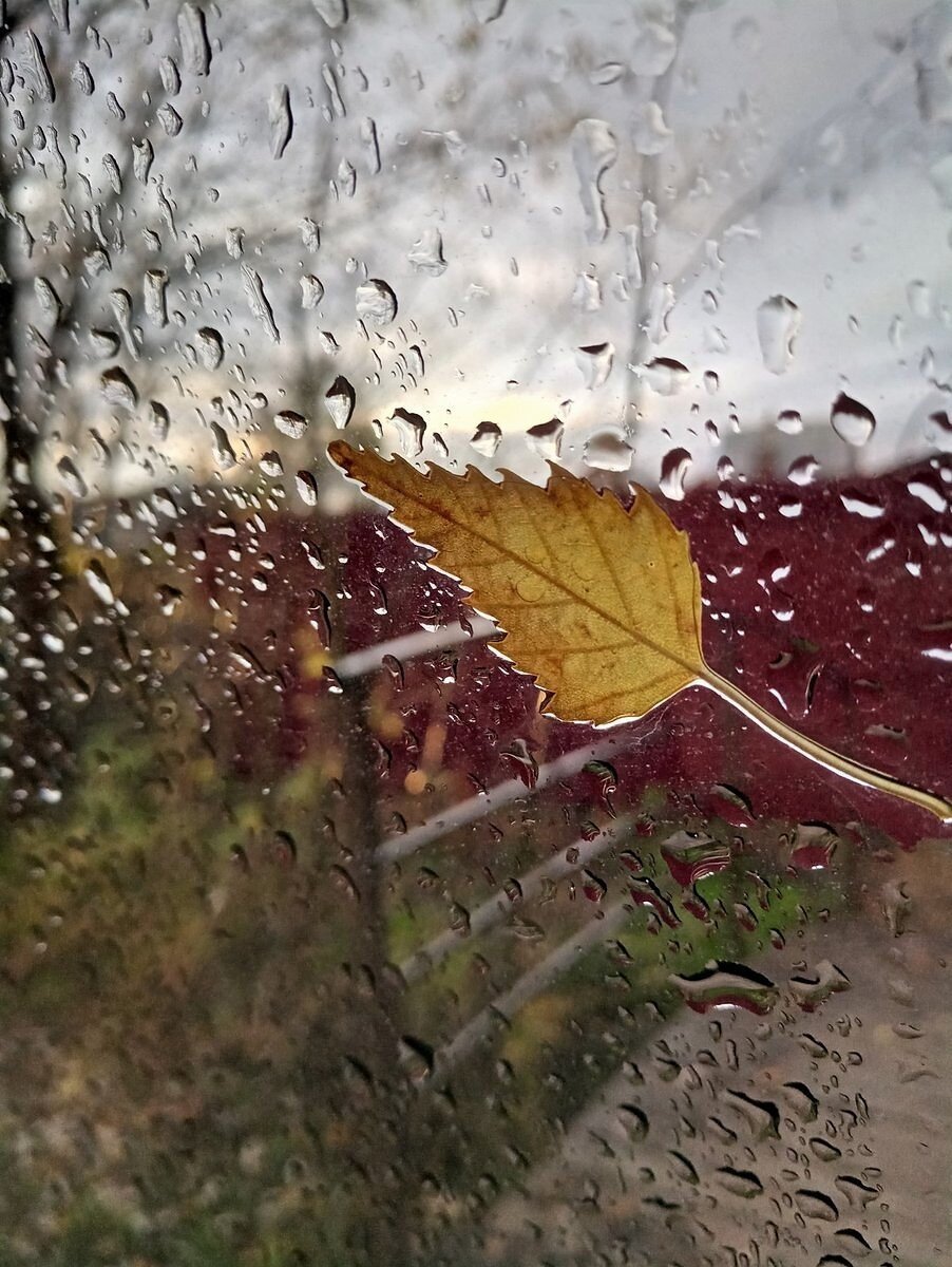                   Картинка из источника в свободном доступе. Осенний дождь.