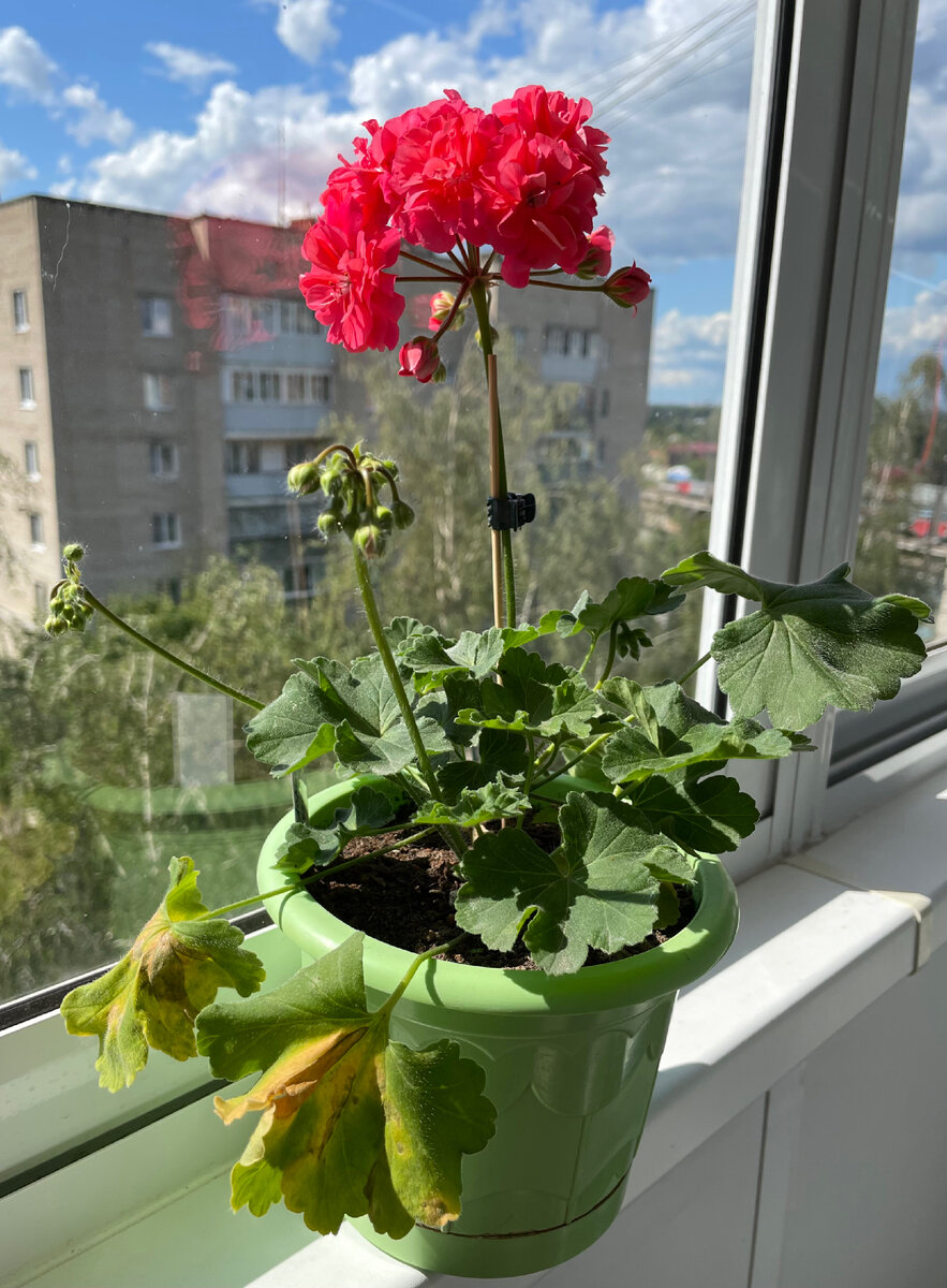 Ю грушенька