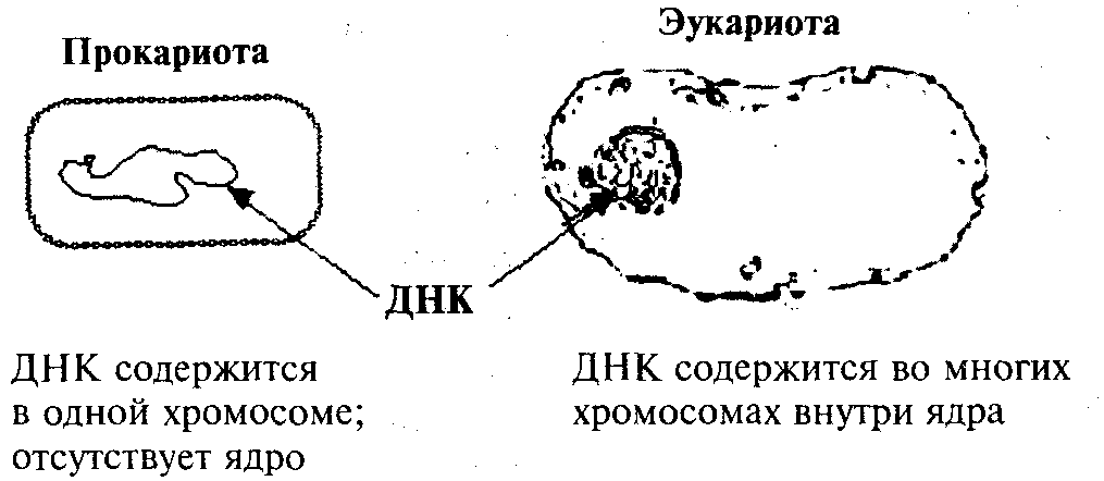 Состав хромосомы эукариот