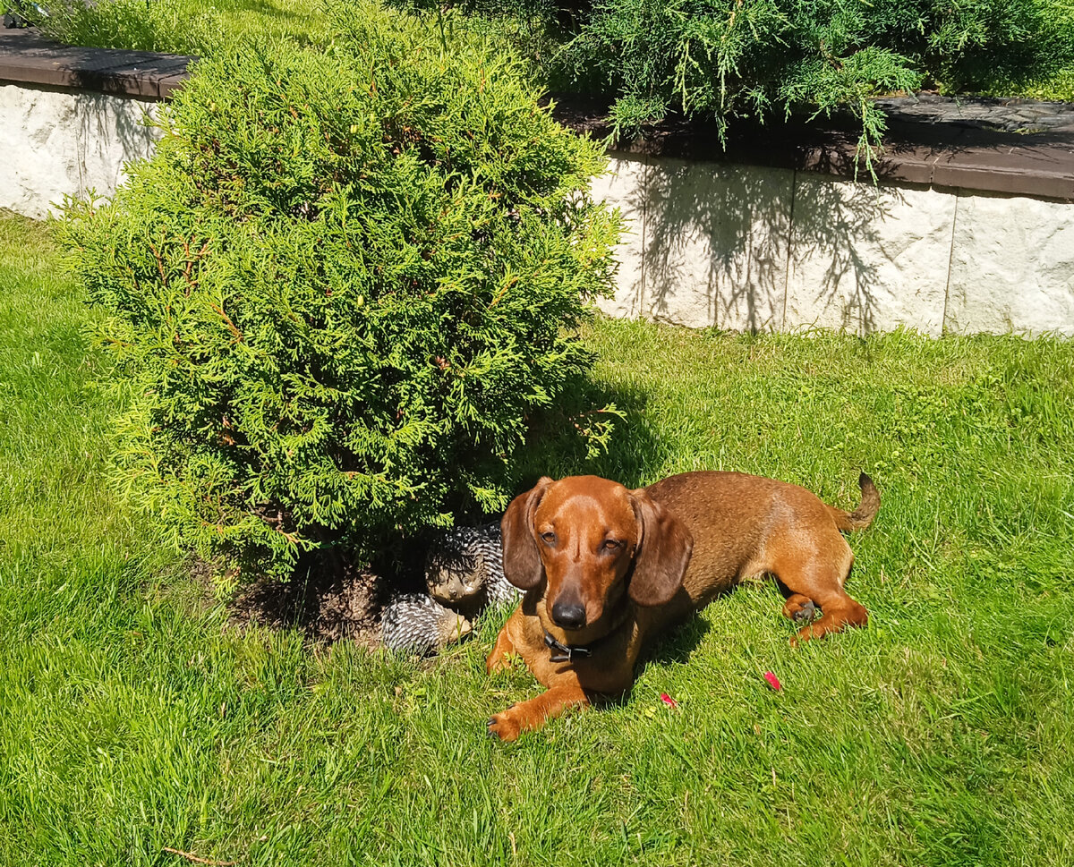 В мыслях о прекрасном