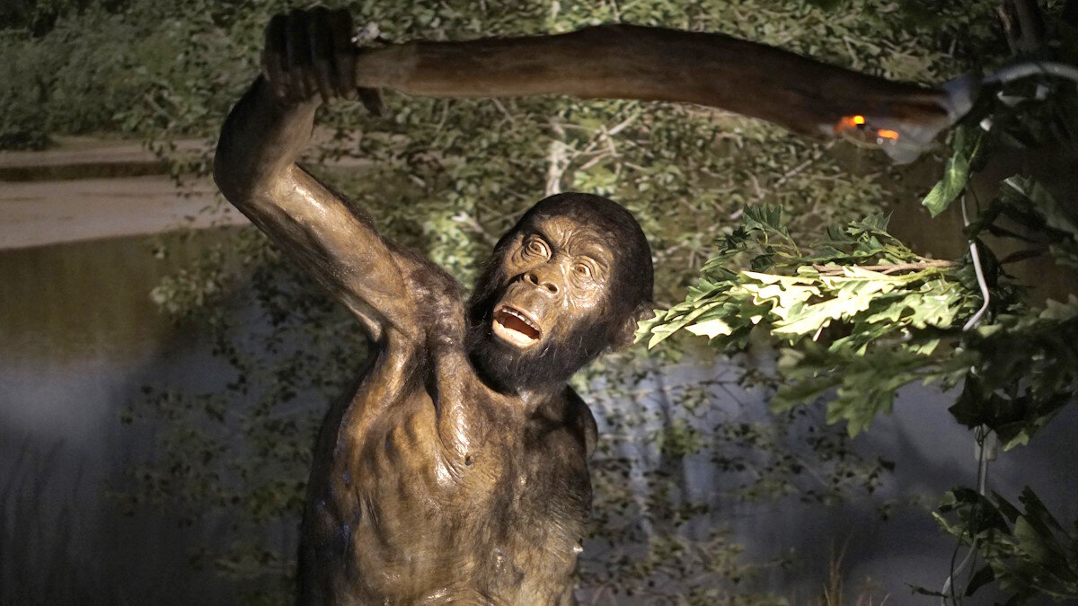    Homo erectus - человек прямоходящий