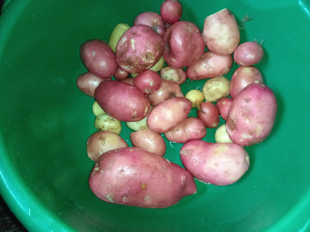 Урожай с картошки, которую в том году не выкопали