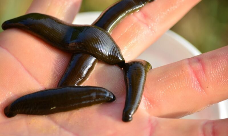 Омоложение пиявки: миф или реальность? Рассказывает Дуремар