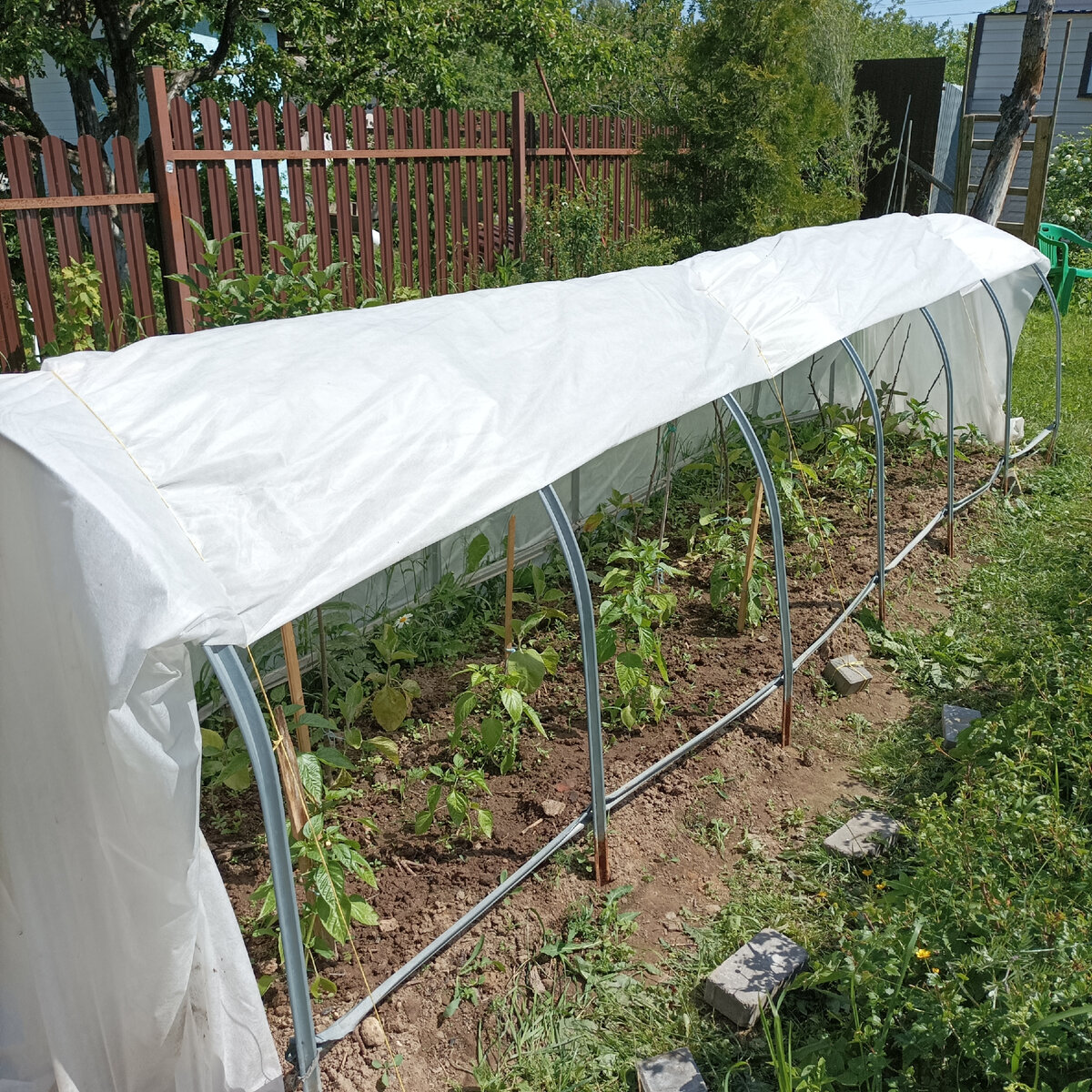 Парник. Перед заморозками укрывали в 2 слоя. Укрывной материал и пленка