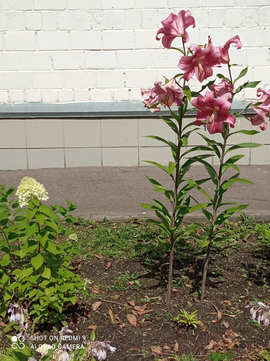 Цветы  Фото Мурзилки