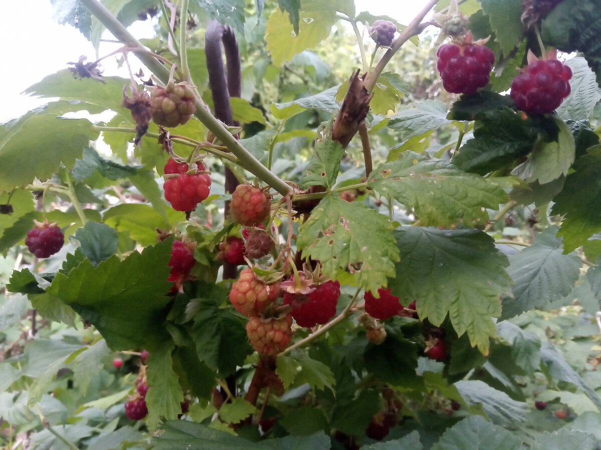 Фото автора, малина всех степеней зрелости :)