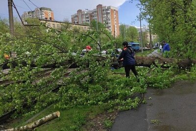    Городские службы Москвы убирают поваленные деревья © Комплекс городского хозяйства города Москвы
