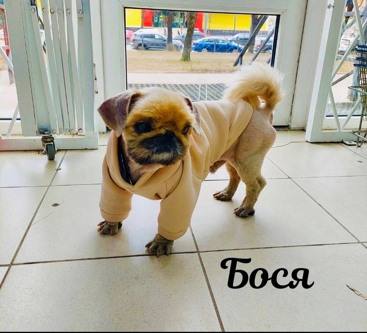 Бося ждет Своего Человека