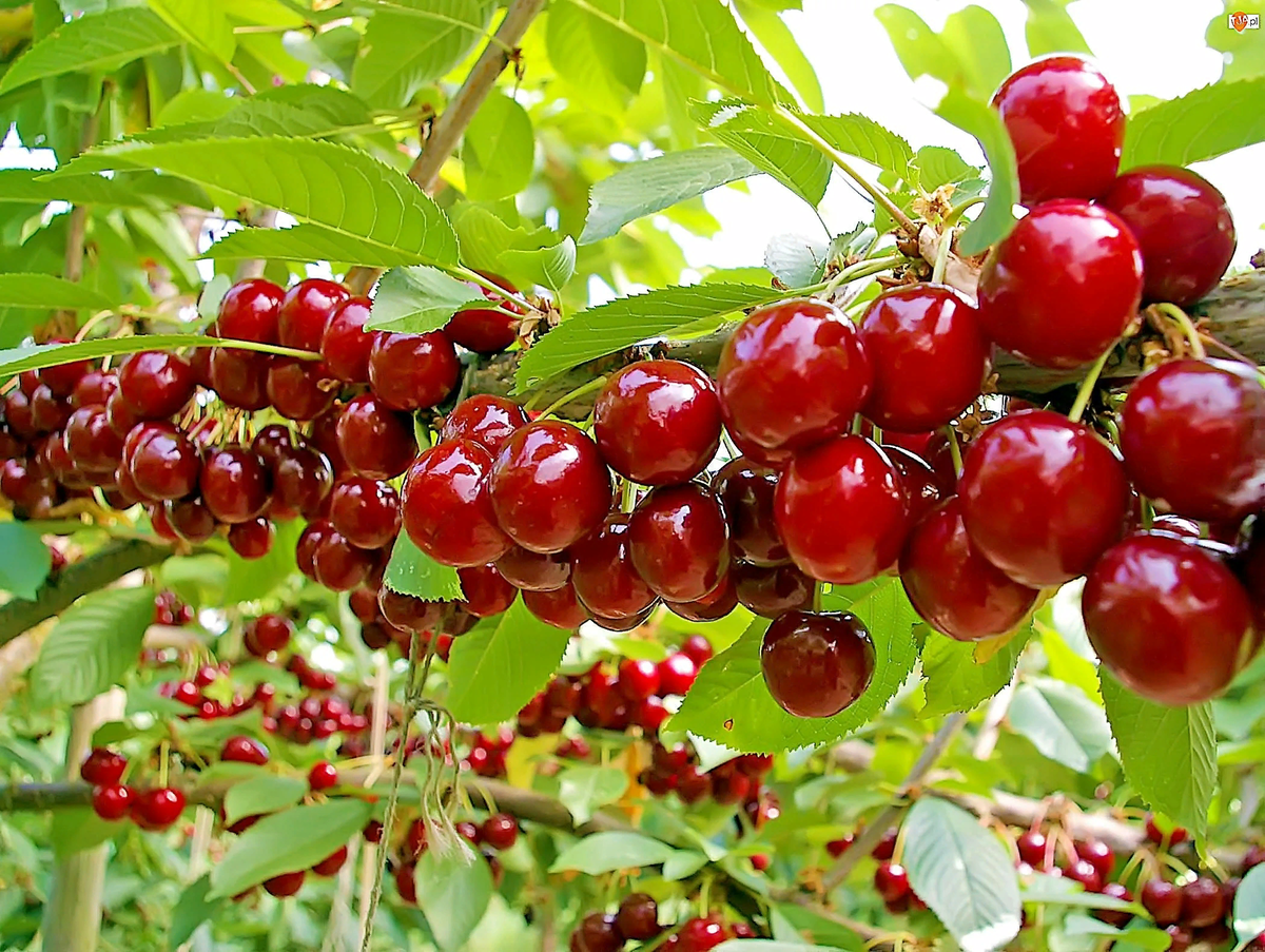 Вишня любская. Черешня валерий чкалов дерево. Гилос пайванди. Дюк надежда. Дерево вишни и черешни.