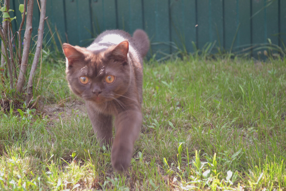 Обследую, кто тут вообще есть. А, лопоухий только. 