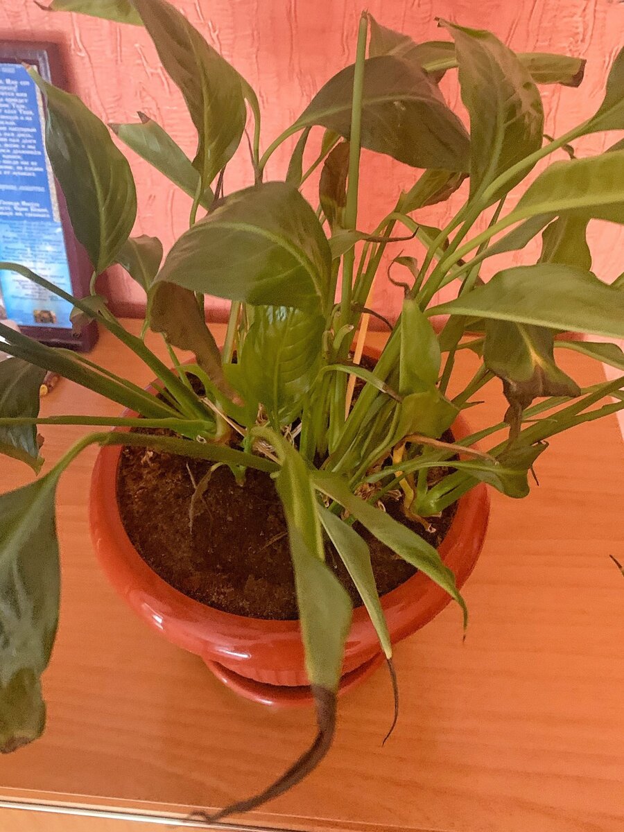 Исходное растение