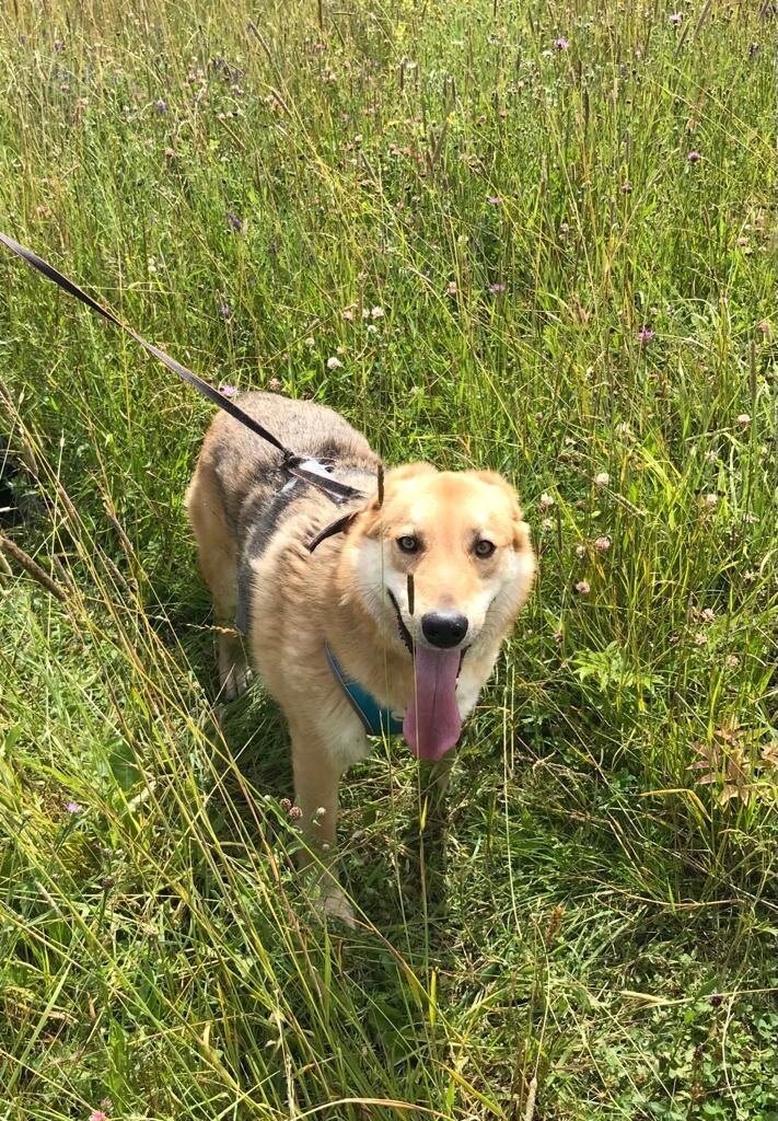 Фото Можайского приюта