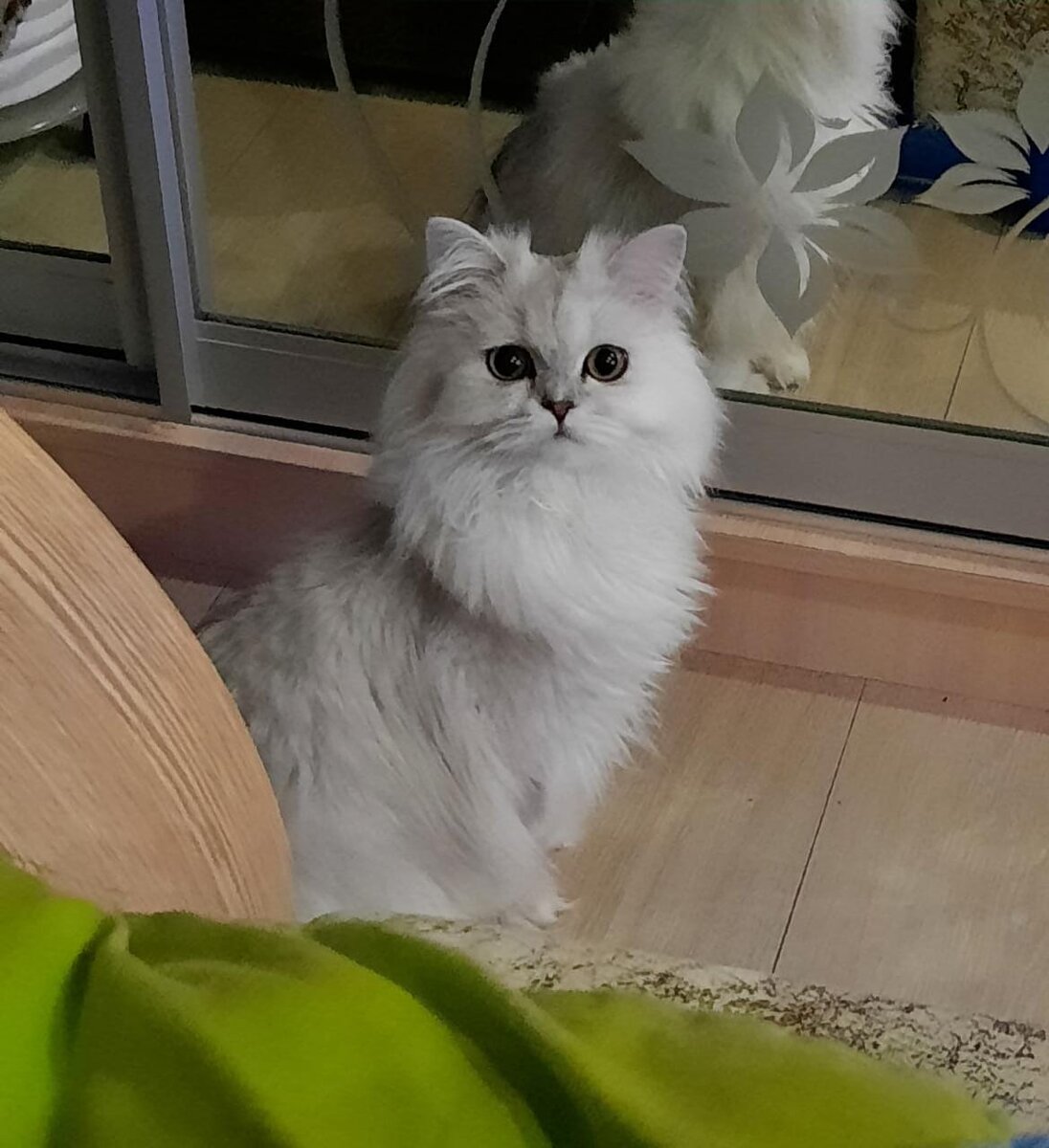 Наш малыш Айс