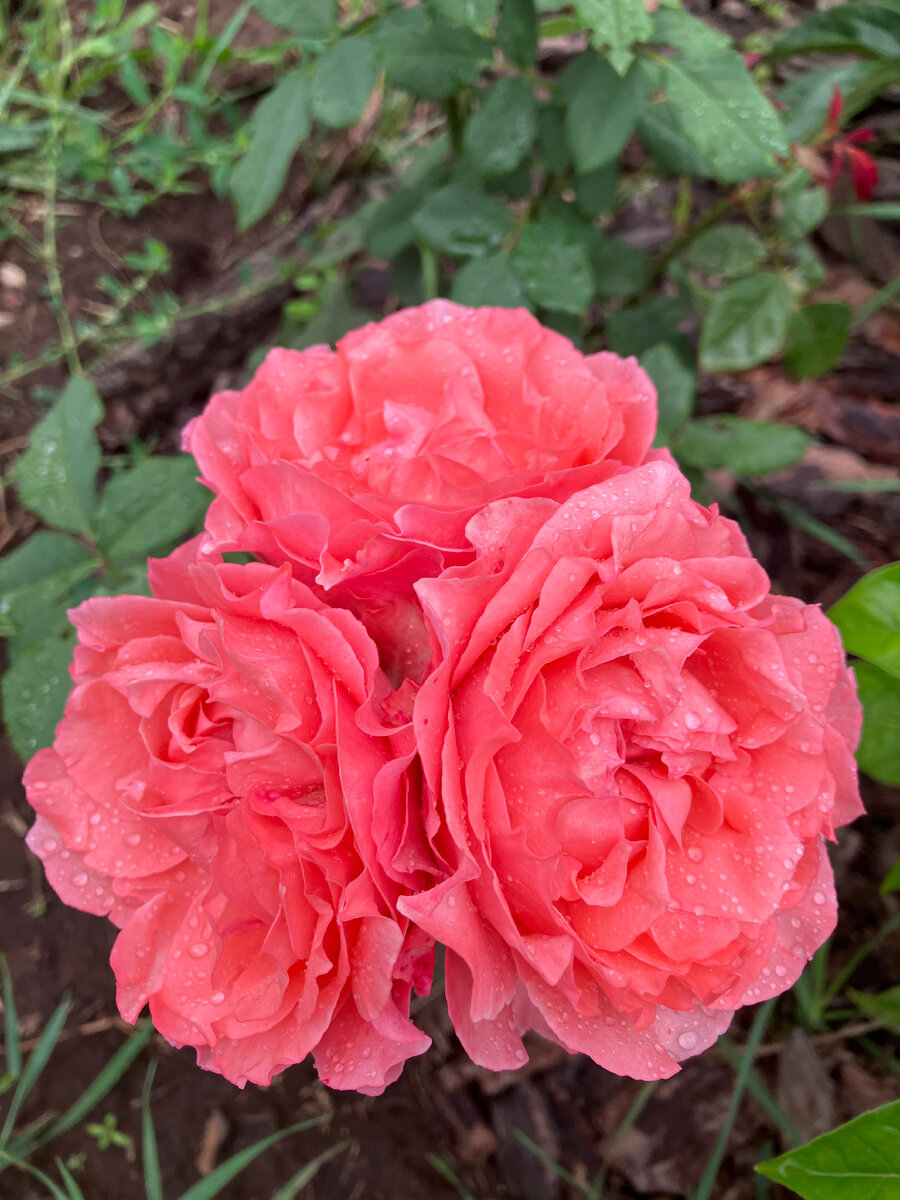 Коралл Желе. Фото автора