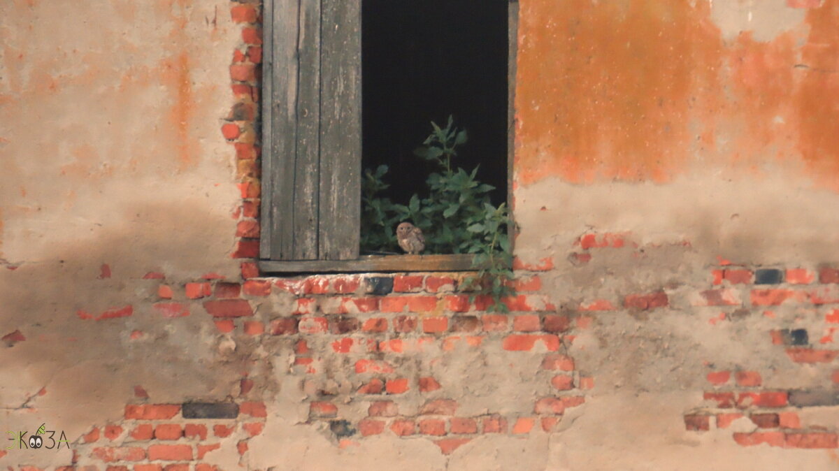 Первый сычик. На рассвете.