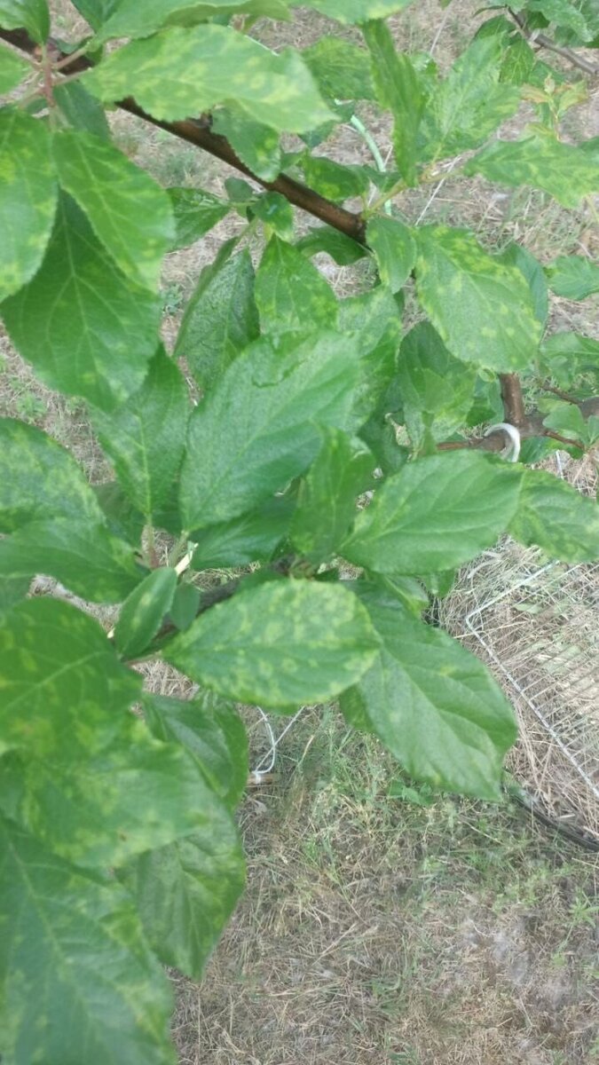 Деревце подписчицы Дачного агронома 