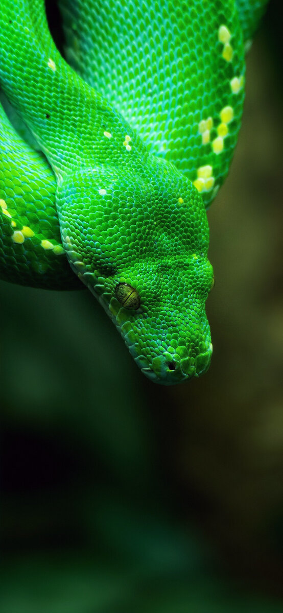 animals, Nature, Snake, Green, Yellow Eyes, Macro, Depth Of Field, Skin Wallpape