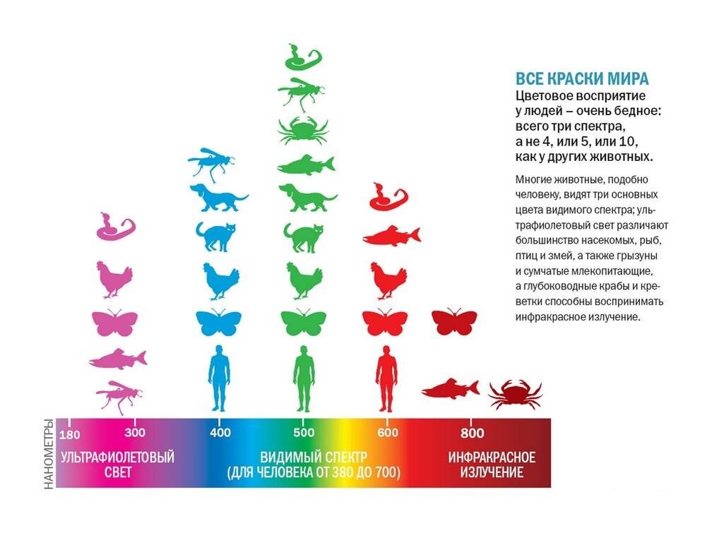 Сколько оттенков различает. Цветовое восприятие животных. Видимый спектр у животных. Цветовое восприятие человека. Животные различают цвета.
