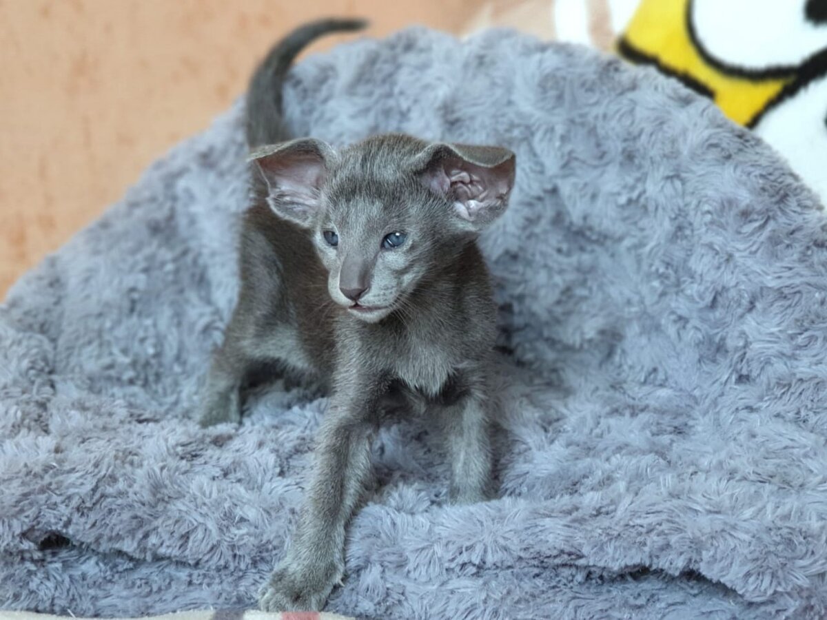 Первое знакомство с ориентальной кошкой по кличке Мамба 😻❤️ | Счастливая  жизнь двух ориентальных кошек 😻😻 | Дзен