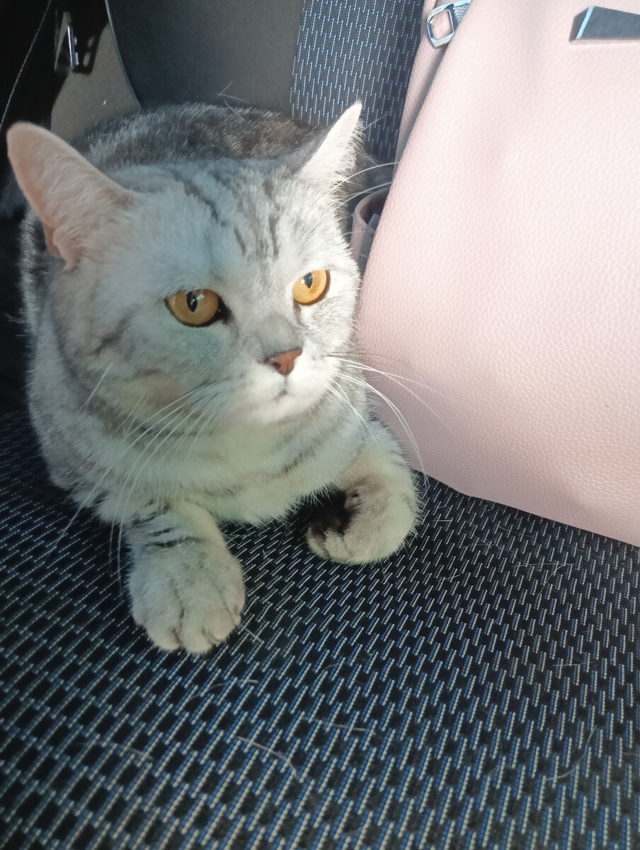 Будем искать новый дом и любящего хозяина