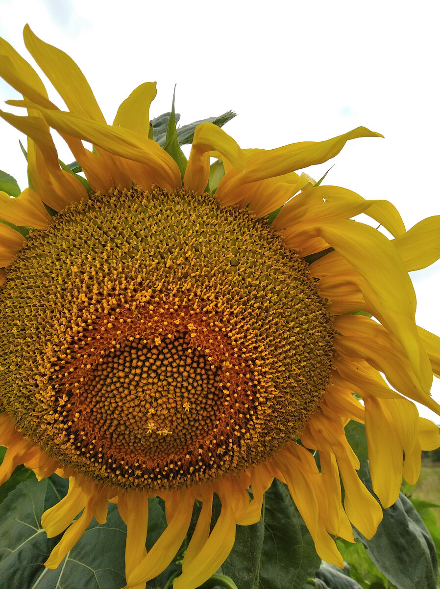 Это свежие подрастают.