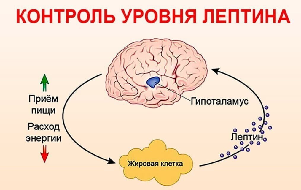 Источник фото: яндекс