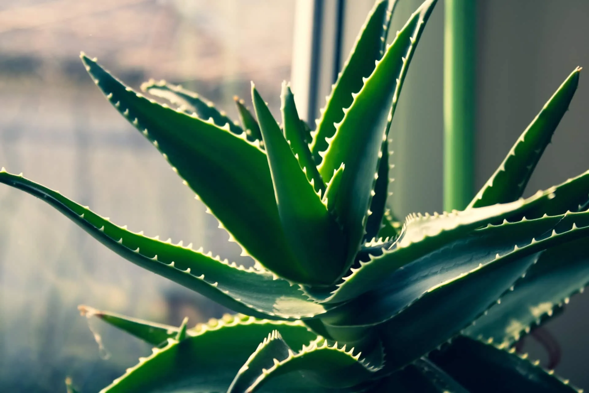 Включи видео алоэ. Алоэ сорт Донни. Aloe arborescens. Алоэ столетник.