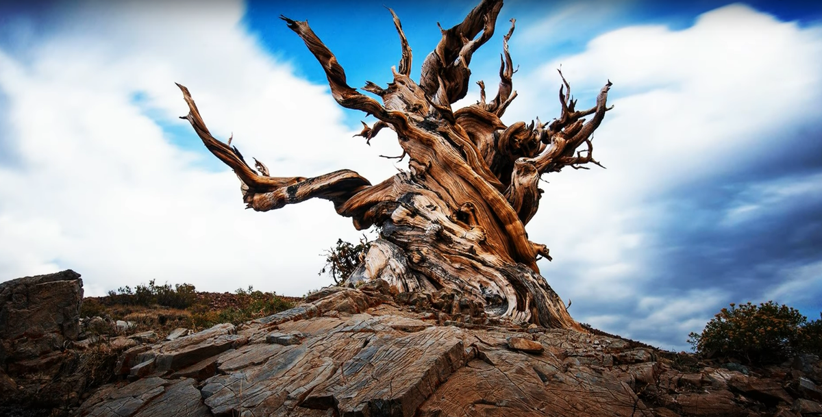 Древнейшее дерево, живущее на планете Земля!