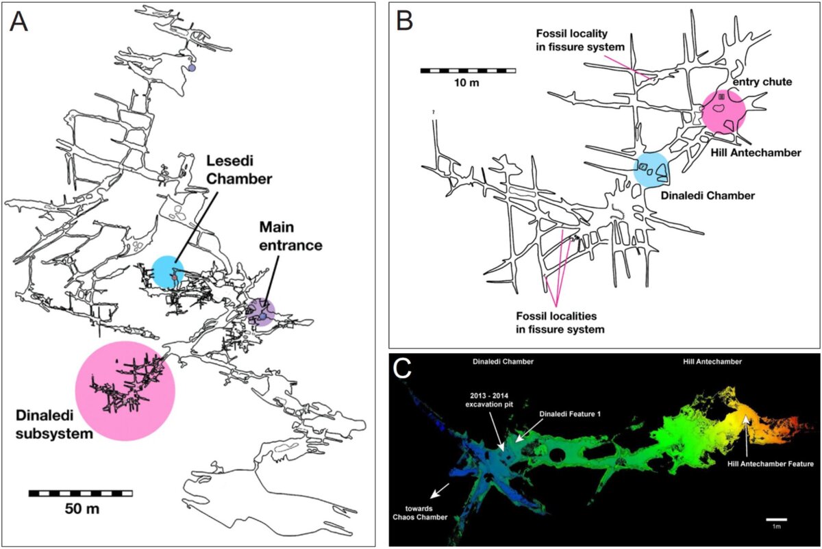   Lee Berger et al. / eLife, 2023