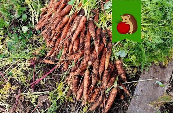 Любимый рецепт полива моркови в августе: для крупных, крепких и сладких корнеплодов, которые запросто лежат до следующего лета